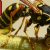 How to Get Rid of Paper Wasps