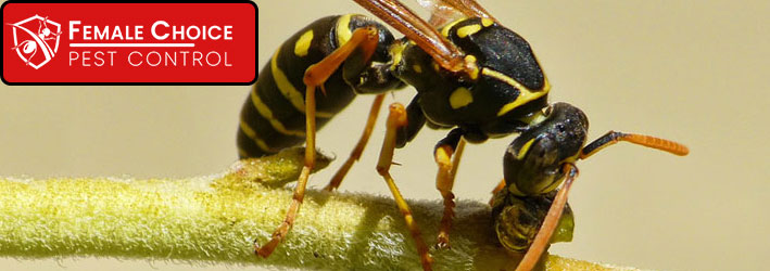 Paper Wasps Pest Control Service