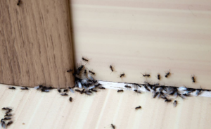 ant controllers brisbane - Female choice Pest control