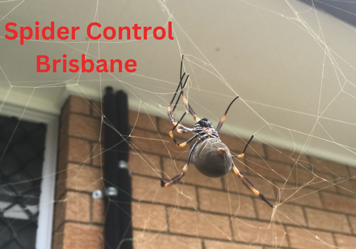 Spider Control Brisbane