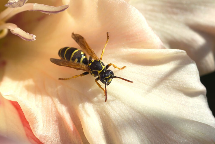 WASP Removal Brisbane - Female Choice Pest Control 